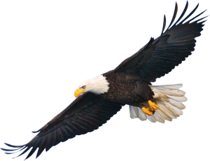 A bald eagle in flight with its wings spread wide over the cabins in Homer Alaska.