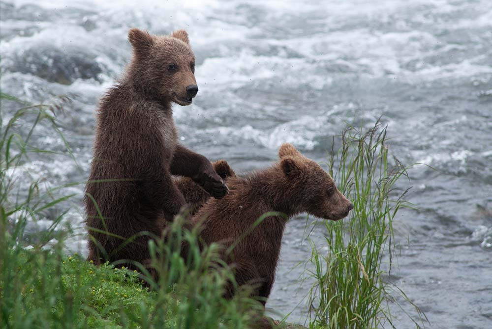 Two brown bear cubs standing near the edge of a rushing river while looking for things to do in Homer Alaska.