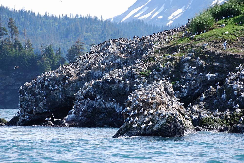 A large colony of seabirds nesting on a rocky island in the ocean, a highlight of things to do in Homer, Alaska.