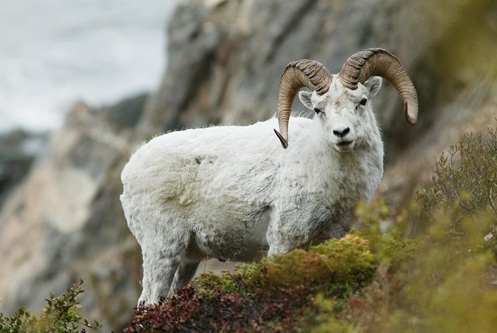 A Dall sheep with curved horns stands on a rocky, brush-covered slope, a common sight for those seeking things to do in Homer Alaska.