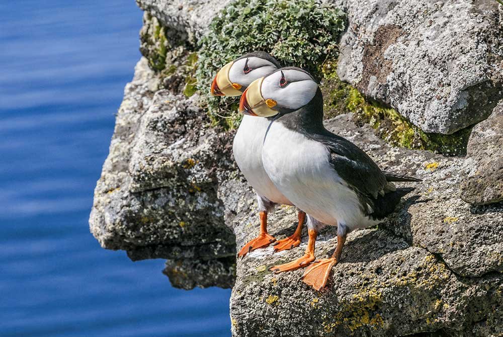 Two tufted puffins with orange beaks stand on a rocky cliff edge, a highlight among things to do in Homer, Alaska, overlooking the ocean.