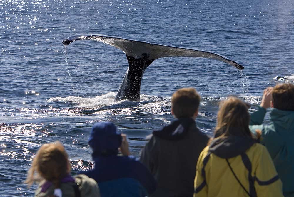 People on a boat near cabins in Homer, Alaska, watching a whale tail emerge from the water.